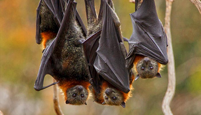NeoCov coronavirus found in bats may pose threat to humans in future, scientists warn. (Representational image) — iStock/File