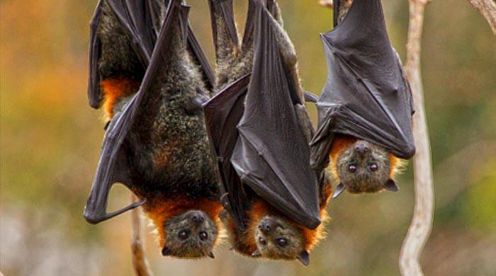 'NeoCov': New type of coronavirus found in bats maybe worrisome, scientists warn