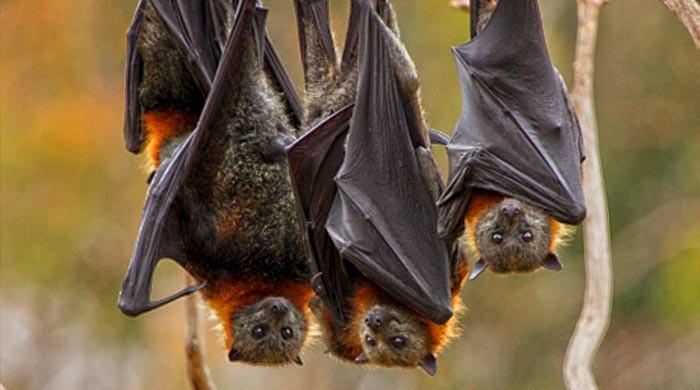 'NeoCov': New type of coronavirus found in bats may be worrisome, scientists warn