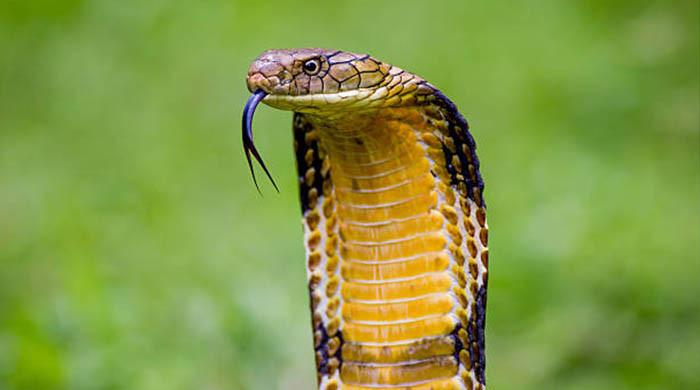 WATCH: Man catches giant king cobra with bare hands 
