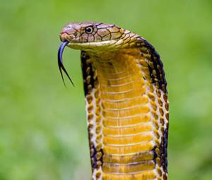 WATCH: Man catches giant king cobra with bare hands 
