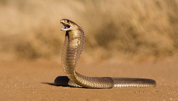 Representational image. — iStock/File