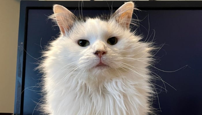 Pot Roast, a cat famous on the video-sharing app TikTok with around 1 million followers, died on Wednesday