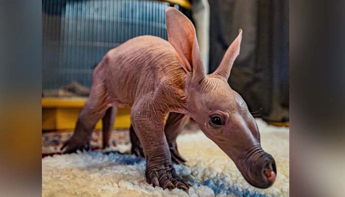 UK zoo welcomes “baby aardvark” first time in 90 years