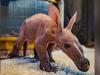 UK zoo welcomes “baby aardvark” first time in 90 years