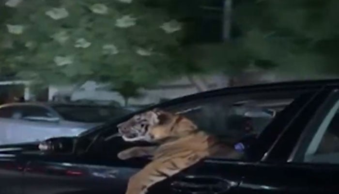 Watch: Video of Karachi man driving car with tiger goes viral