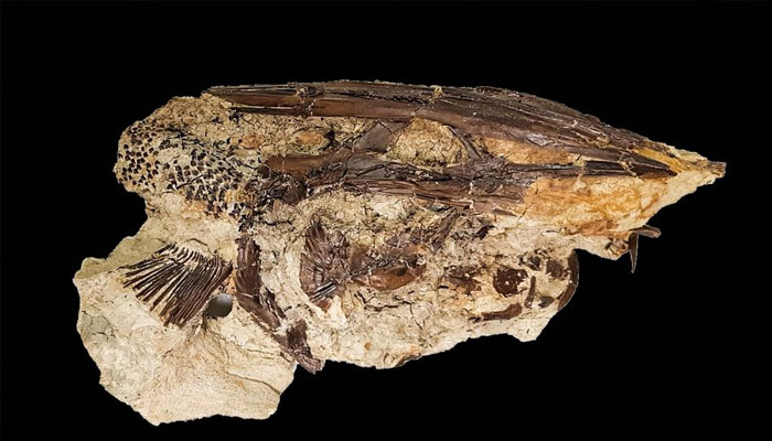 The fossil of a Cretaceous Period paddlefish from the Tanis site in what is now southwestern North Dakota is seen in this undated handout image. Courtesy of During et al./Handout via REUTERS