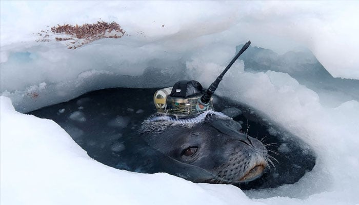 This video grab shows a Weddell seal fitted with high-tech head-mounted measuring devices to survey waters under the thick ice sheet, near Japans Showa Station in Antarctica, April 2017. Photo —Reuters