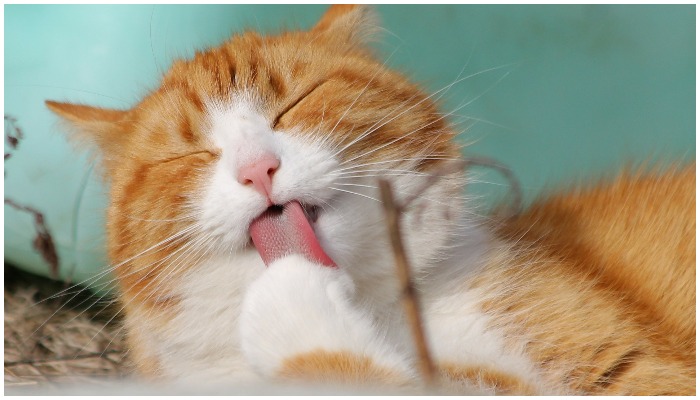 Image of a cat licking its paw &mdash; Team K/ Pixabay