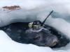Seals help Japanese researchers collect data under Antarctic ice