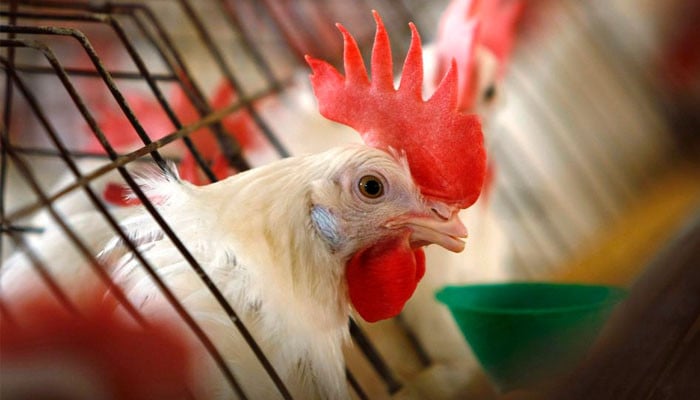Gli Stati Uniti segnalano un’influenza aviaria altamente pericolosa in un allevamento di pollame commerciale nel Missouri