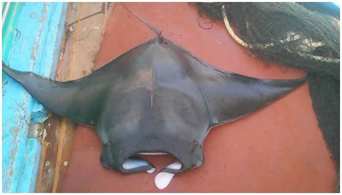 Giant Manta Observed in Offshore Waters of Karachi After Six Years — WWF Pakistan