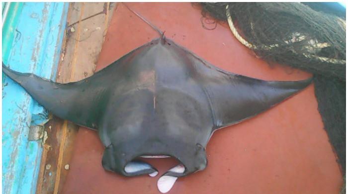 Watch: Giant Manta seen in Karachi waters after six years