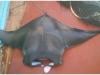 Watch: Giant Manta seen in Karachi waters after six years