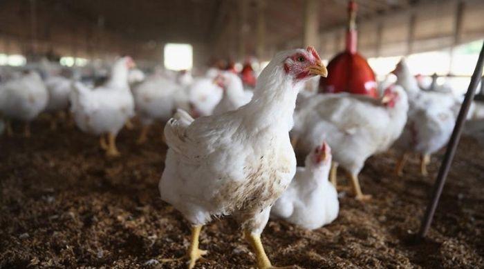 Price of chicken meat in Punjab increases by Rs73 per kg ahead of Ramzan