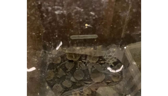 A landlord found 4 snakes in rubbish left behind by an evicted tenant in Kendal, Cumbria. — Kennedy News via The Sun.