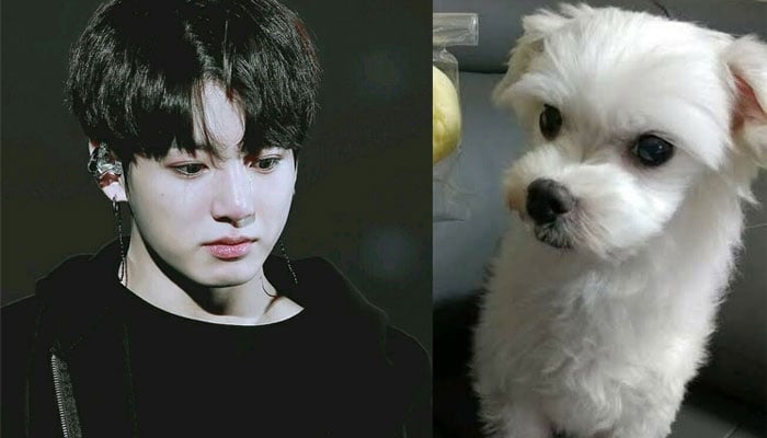 BTS ARMY mourns Jungkook’s family dog’s death