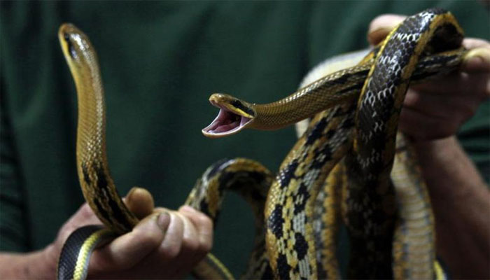 A worker holds snakes which were caught in mainland China, and had their teeth removed, at a snake soup shop in Hong Kong January 29, 2013. REUTERS/Bobby Yip