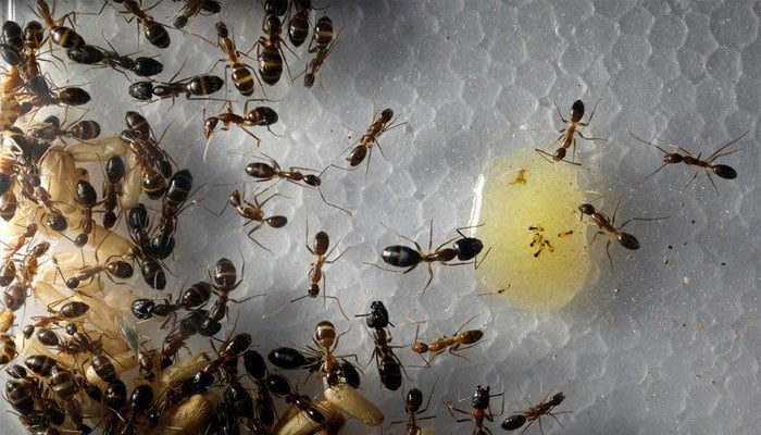 A view of ant larvae and ants feeding on honey, belonging to an enthusiast who rented a house to keep his ants, in Johor Bahru, Malaysia, April 19, 2017. REUTERS/Edgar Su