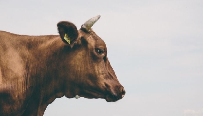 Representational Image of a Lumpy Skin Disease in livestock in Pakistan. Photo: Stock/file