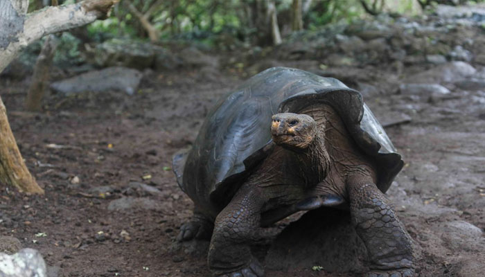 A tortoise, previously identified as Chelonoidis chathamensis and which corresponds genetically to a different species. Photo— Galapagos National Park/Handout via REUTERS