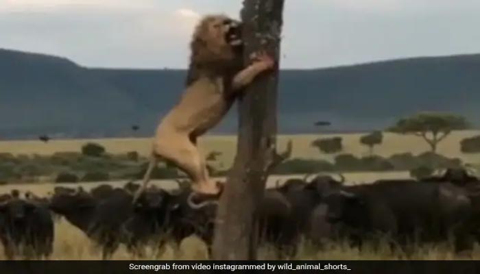 A lion is surrounded by a herd of buffaloes in a viral video of an unknown location. — Screengrab via Instagram/wild_animal_shorts