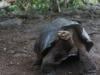 Galapagos tortoises belong to new species 