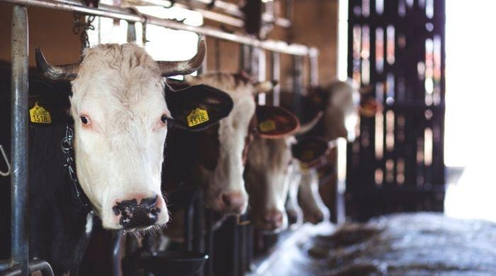 Lumpy skin disease explained