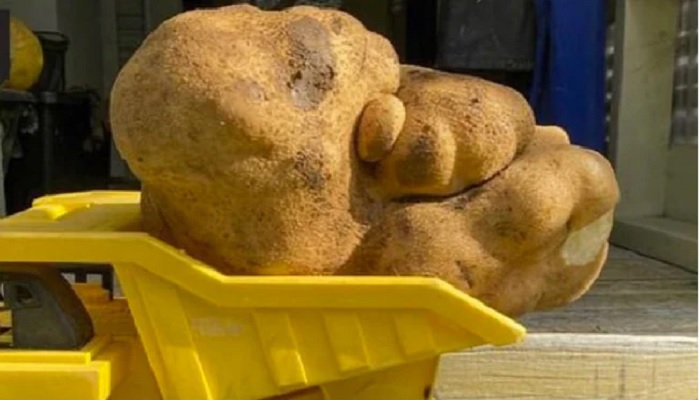 Tuber that contended in the Guinness World Records for being hte biggest potato turned out to be a gourd.—Photo: Facebook