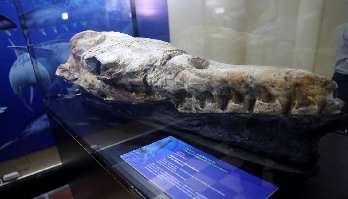 A Basilosaurus whale fossil dating back 36 million years is displayed at the Museum of Natural History after its discovery in the Ocucaje desert, in Lima, Peru March 17, 2022. REUTERS/Sebastian Castaneda