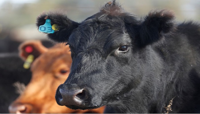 A cow is seen at a farm in Saladillo, on the outskirts of Buenos Aires, Argentina May 20, 2021. —Reuters/File