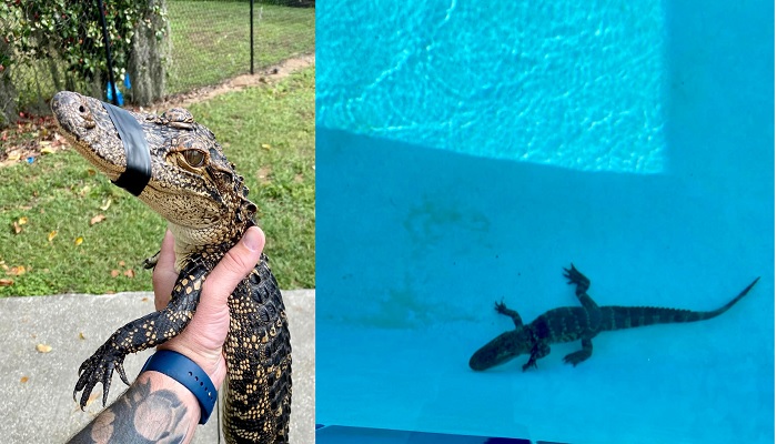 An alligator was found in a swimming pool in a school in Florida which delayed the swimming practice. —Photo: Facebook/Lake County Sheriffs Office