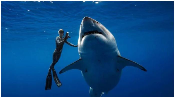 Eight-foot-long shark bites man to death 