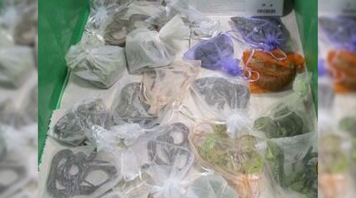 US Police catches man smuggling 52 reptiles including snakes, lizards
