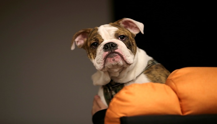 Seekor anjing peliharaan difoto di sofa saat menunggu untuk menonton film anjing di bioskop di Cute Beast Pet Resort di Beijing, China, 22 Desember 2017. —Reuters
