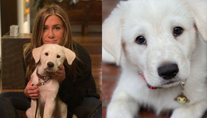 Jennifer Aniston drops cute snaps of her dog National Puppy Day