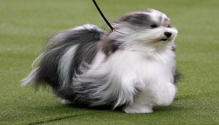 The winner of the Toy Group, a Havanese named Bono, is judged at the 2020 Westminster Kennel Club Dog Show at Madison Square Garden in New York City, New York, U.S., February 10, 2020.—Reuters