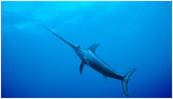Picture of a swordfish. —Reuters/File