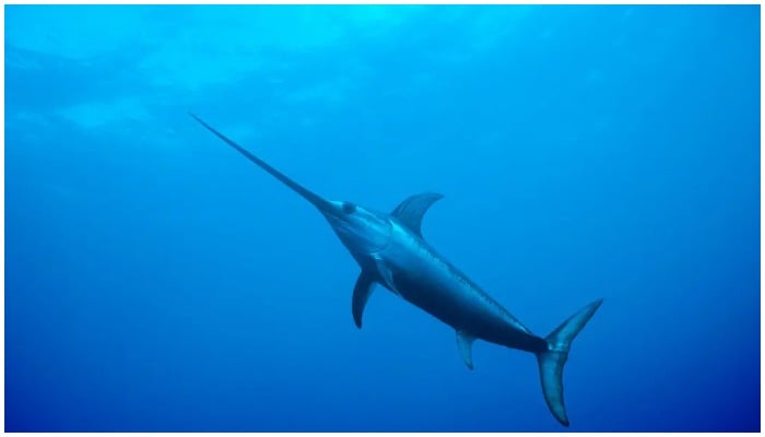Video of swordfish attacking diver goes viral 2 Picture of a swordfish. —Reuters/File