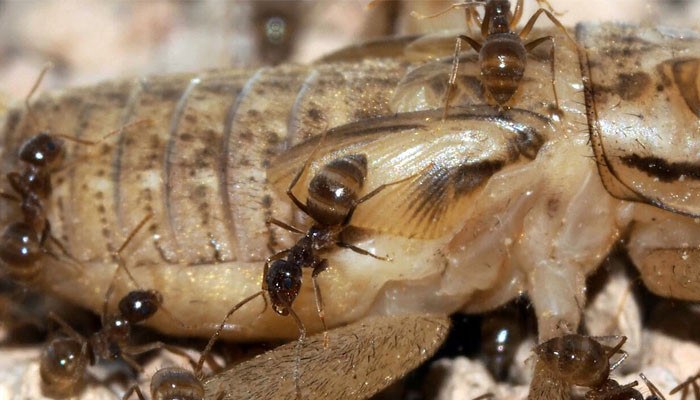 Semut invasif memukul Texas dengan keras