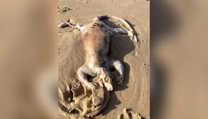 A strange creature discovered by local during morning walk. — Screengrab from Twitter video/