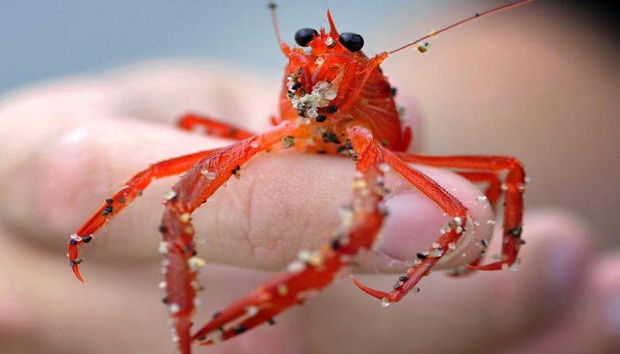 One of thousands of red tuna crabs is pictured washed ashore in Dana Point, California June 17, 2015. &mdash;Reuters