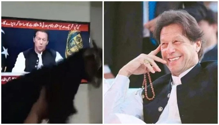 Seorang pria menawarkan kambing hitam sebagai sadqa untuk PM Imran Khan