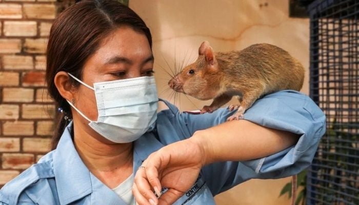 Magawa, the recently retired mine detection rat, plays with its previous handler So Malen at the APOPO Visitor Center in Siem Reap, Cambodia, June 10, 2021. Picture taken June 10, 2021. —Reuters