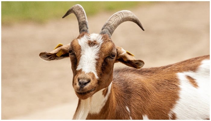 Pria di India Perkosa Kambing Hamil, Satu Tersangka Ditangkap