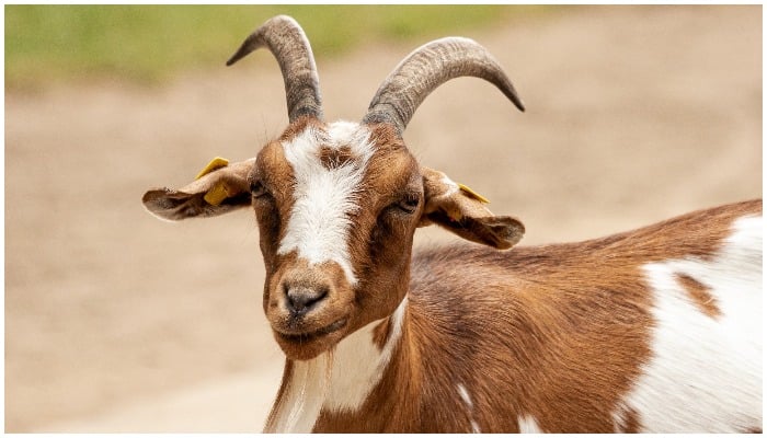 Image showing a goat. — Pixabay/ minka2507