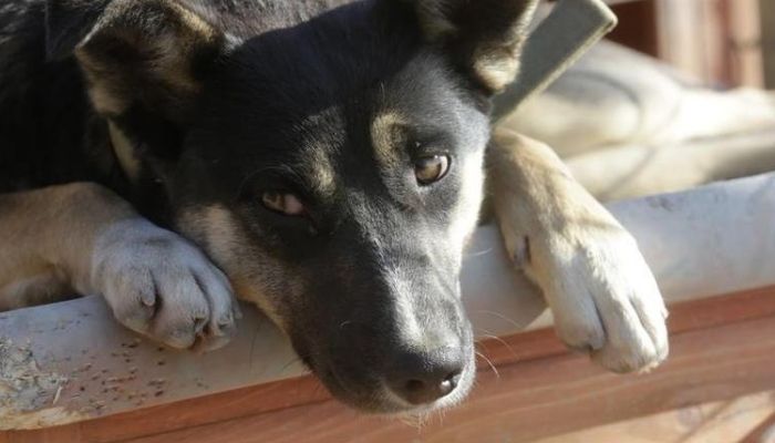 A dog looks on at a private dog shelter in Baranovka near Sochi, February 8, 2014. In response to an outcry over the fate of stray animals being rounded up in Sochi, local authorities and private groups have built makeshift dog shelters in an attempt to deal with the stray dog population in and around the Olympic Games. — Reuters