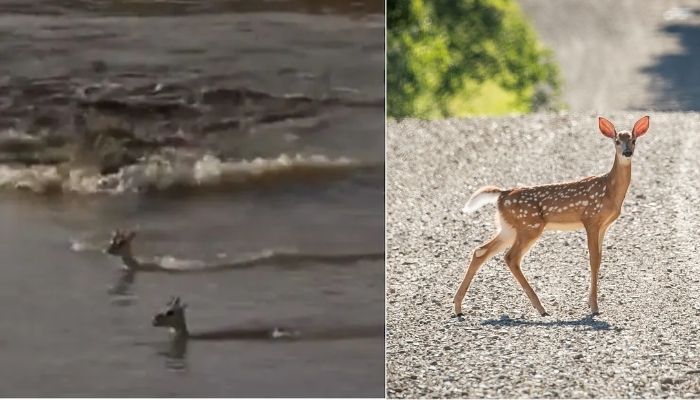 (L)Mother deer dies while saving her baby from a crocodile attack. Twitter. (R) A deer crosses a dirt road in New Albion, New York, U.S. July 20, 2020. Picture taken July 20, 2020. — Reuters