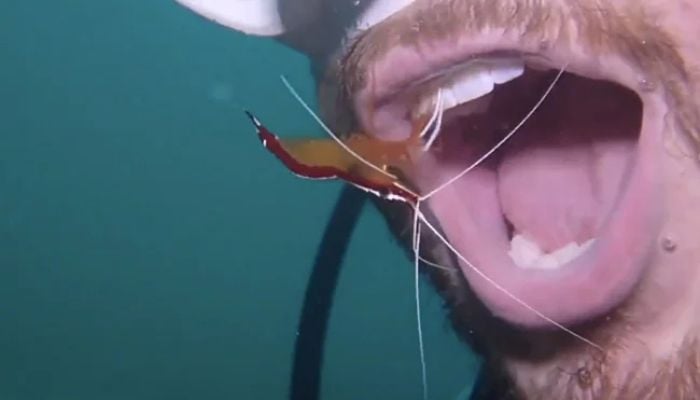 Shrimp cleans mans teeth. Screengrab from twitter video/@AmazingNature00
