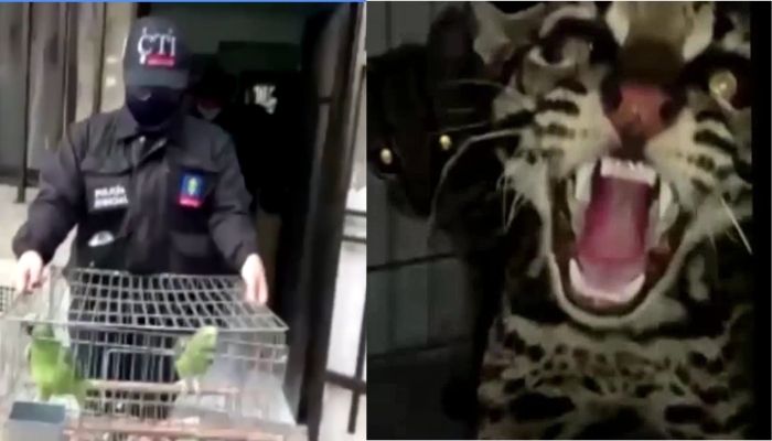 1,000 animals rescued by police in anti-smuggling operation 2 The national police in coordination with wildlife authorities from the United States arrest 21 people and rescued 1,000 animals. — Screengrab via Reuters